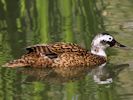 Laysan Duck (WWT Slimbridge May 2013) - pic by Nigel Key